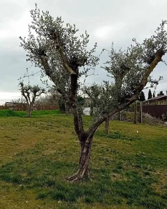 PIANTE  DI OLIVI DI  ETÀ  40  /  50