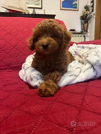 Barboncino red brown toy