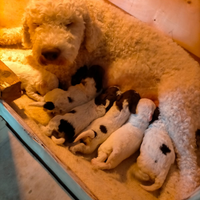 Cuccioli lagotto
