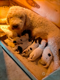 Cuccioli lagotto