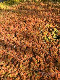 Azolla filiculoides per laghetto o mastello