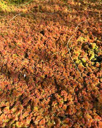 Azolla filiculoides per laghetto o mastello