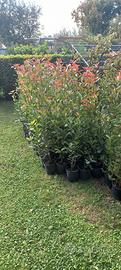 piante di Photinia 