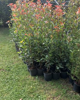 piante di Photinia 
