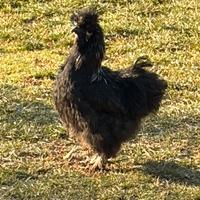 Gallo Silkie Moroseta