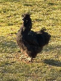 Gallo Silkie Moroseta