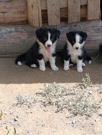 Border collie