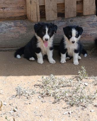 Border collie