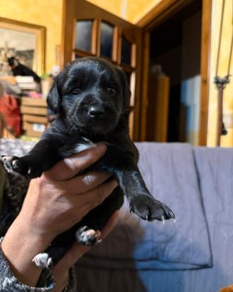 Cucciola di cane