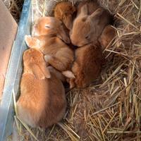 Cucciolata FULVO ariete nano