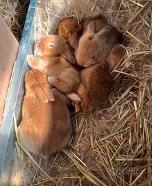 Cucciolata FULVO ariete nano