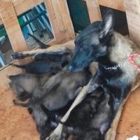 Pastore belga malinois
