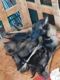 Pastore belga malinois