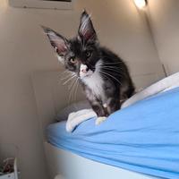 Cuccioli Maine Coon disponibili