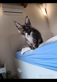 Cuccioli Maine Coon disponibili