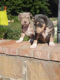Pitbull tricolor