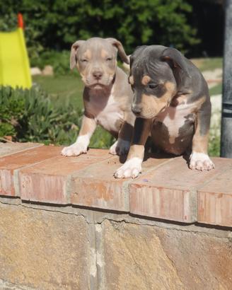 Pitbull tricolor