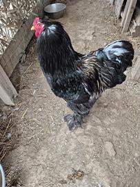 Galline brahma