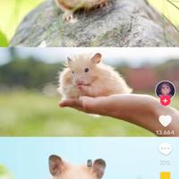 criceto dorato siriano 