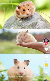 criceto dorato siriano 