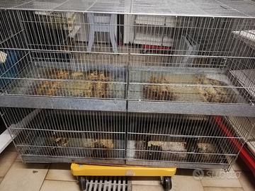 Gabbia Voliera Larghezza 120 cm