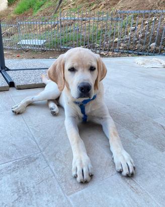 Cucciolo di Labrador