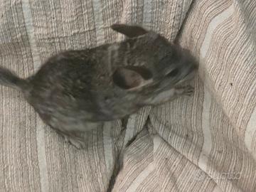 Cucciolo di cincillà maschio