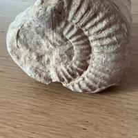 G1093 fossile