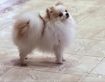 Mini spitz tedesco nano pomerania