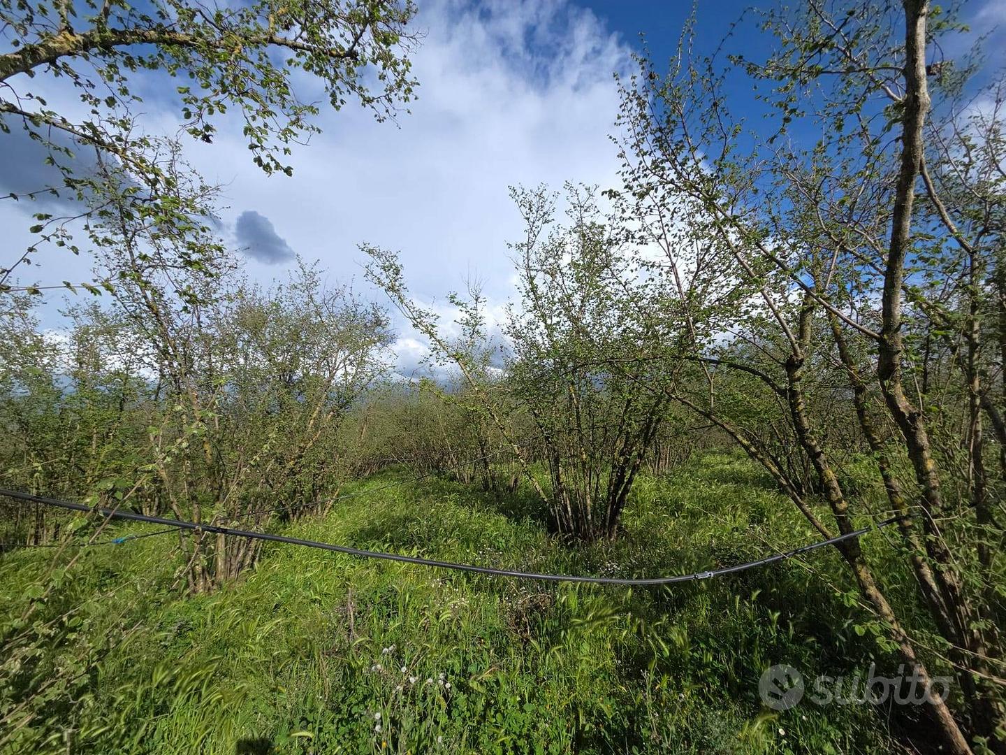 Terreno Agricolo - Gallese - Altro