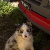 Border collie