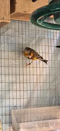 Uccelli