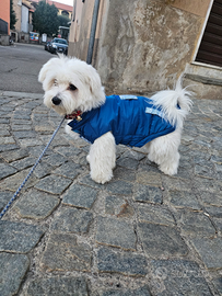 Maltese di 2 anni