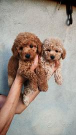 Cuccioli barboncino toy