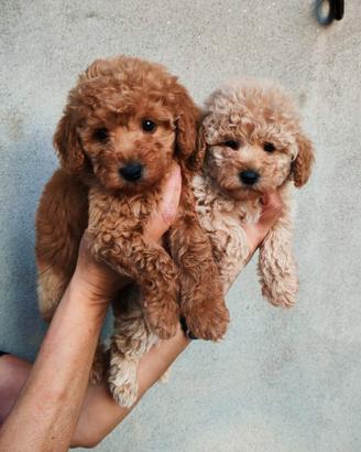 Cuccioli barboncino toy