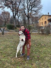 Dog sitter Bologna