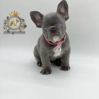 Luxurious French Lélite del bulldog francese Blue