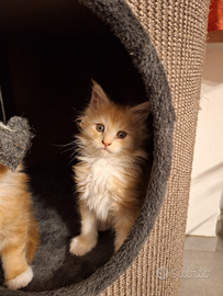 Cucciola MaineCoon