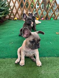 Bulldog francese esotico blue
