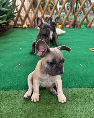 Bulldog francese esotico blue