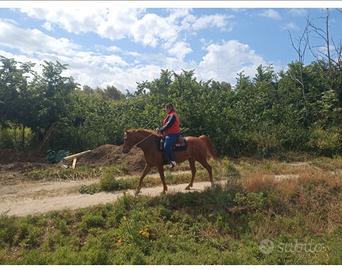 Cavallo