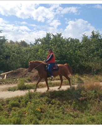 Cavallo