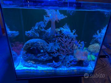 Acquario marino Waterbox Cubo 20