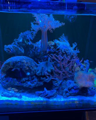 Acquario marino Waterbox Cubo 20