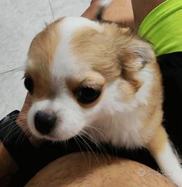 Cucciolo di chiuhauhua pelo lungo a criniera