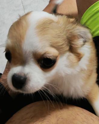 Cucciolo di chiuhauhua pelo lungo a criniera