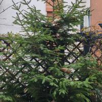 Pino/Conifera con vaso