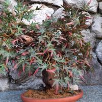 Pianta finta - bonsai - acero 50cm