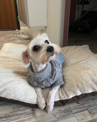 Bichon Maltese