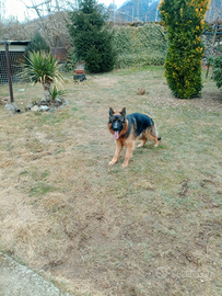 Pastore tedesco con pedigree